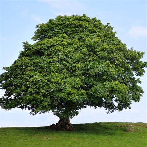 american sycamore tree.